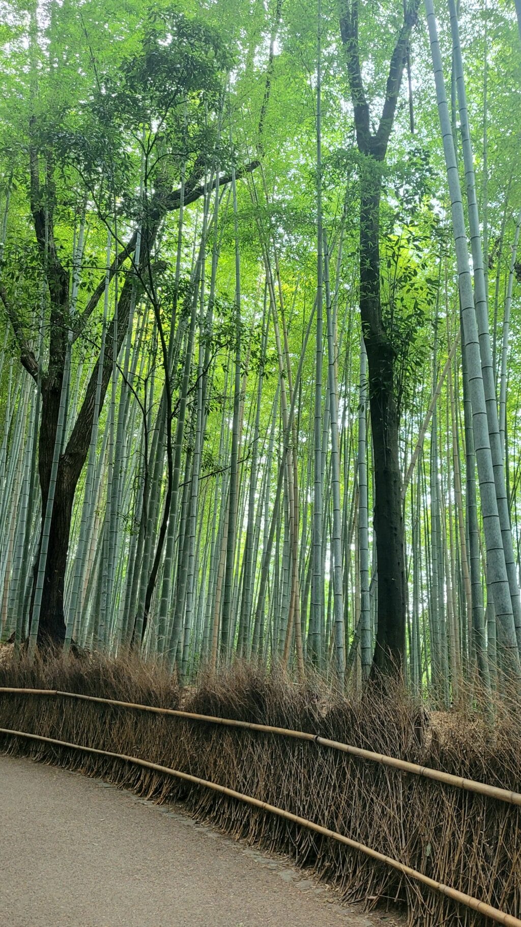 Arashiyama Bambuswald